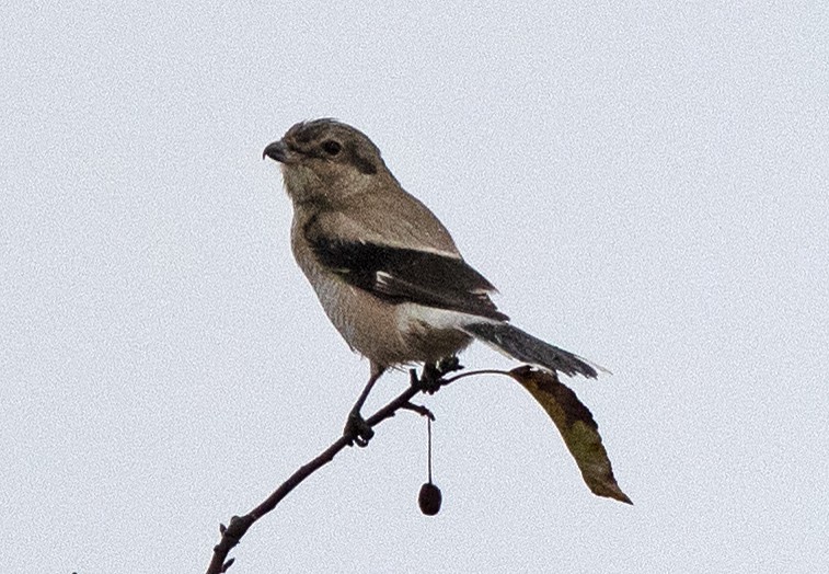 Northern Shrike - ML609541339
