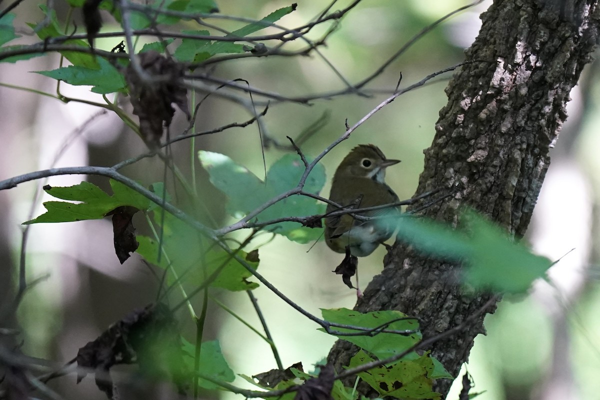 Ovenbird - ML609541379