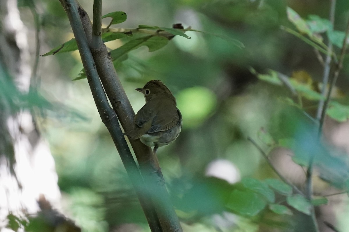 Ovenbird - ML609541380