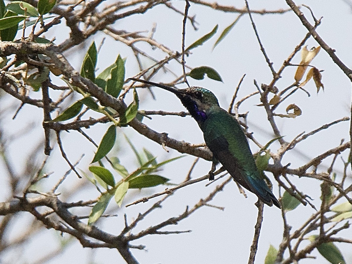 Blue-tufted Starthroat - ML609541403