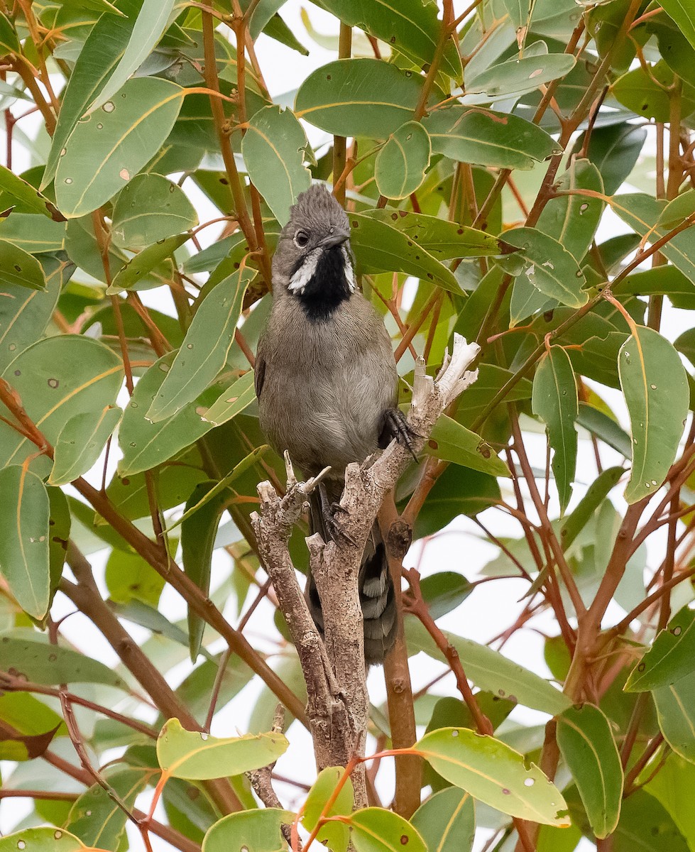 Western Whipbird (Black-throated) - ML609541407