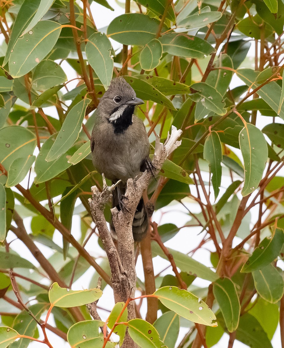 Western Whipbird (Black-throated) - ML609541409