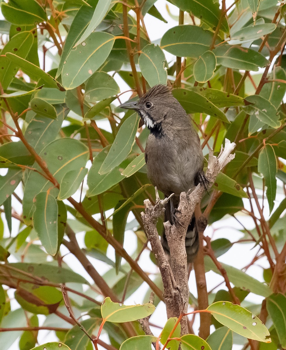 Western Whipbird (Black-throated) - ML609541411