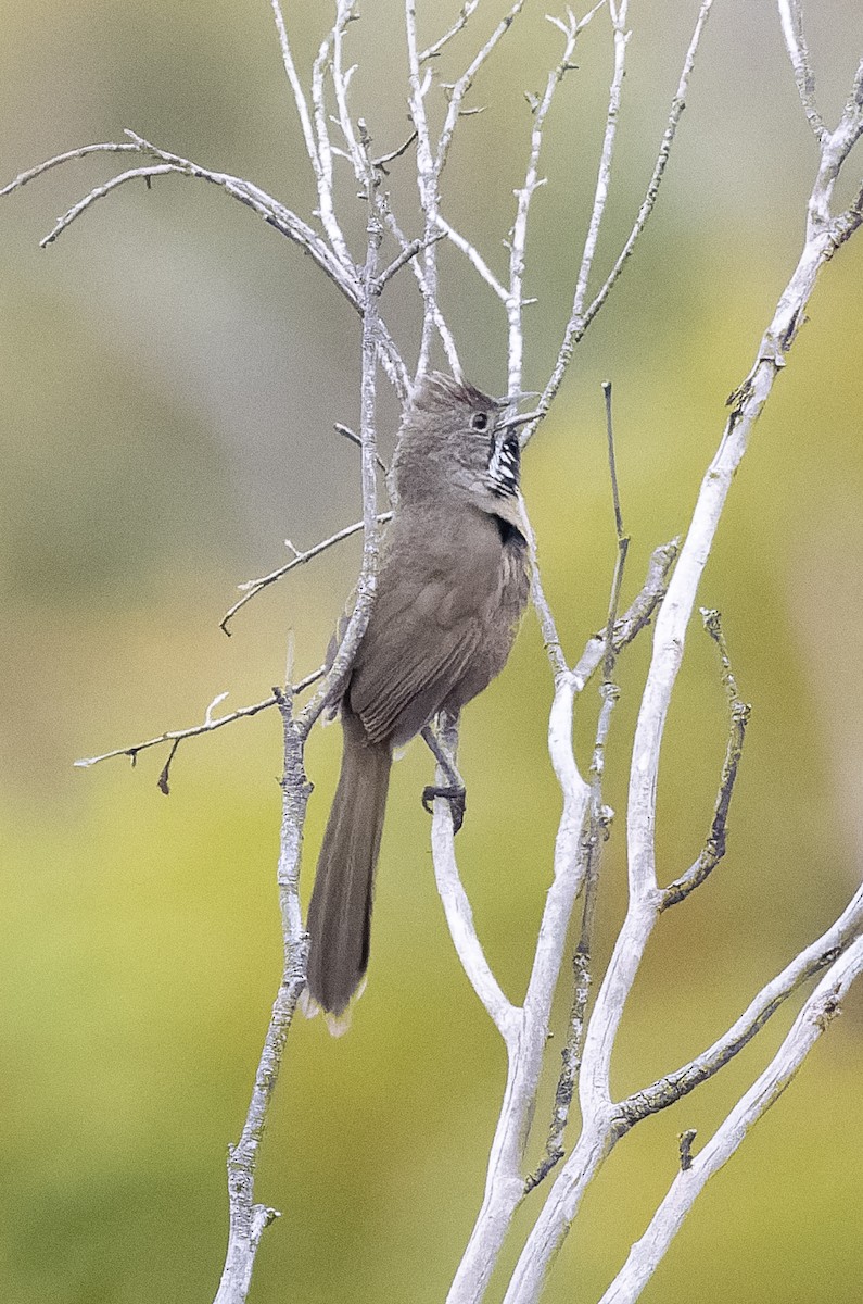 Western Whipbird (Black-throated) - ML609541412
