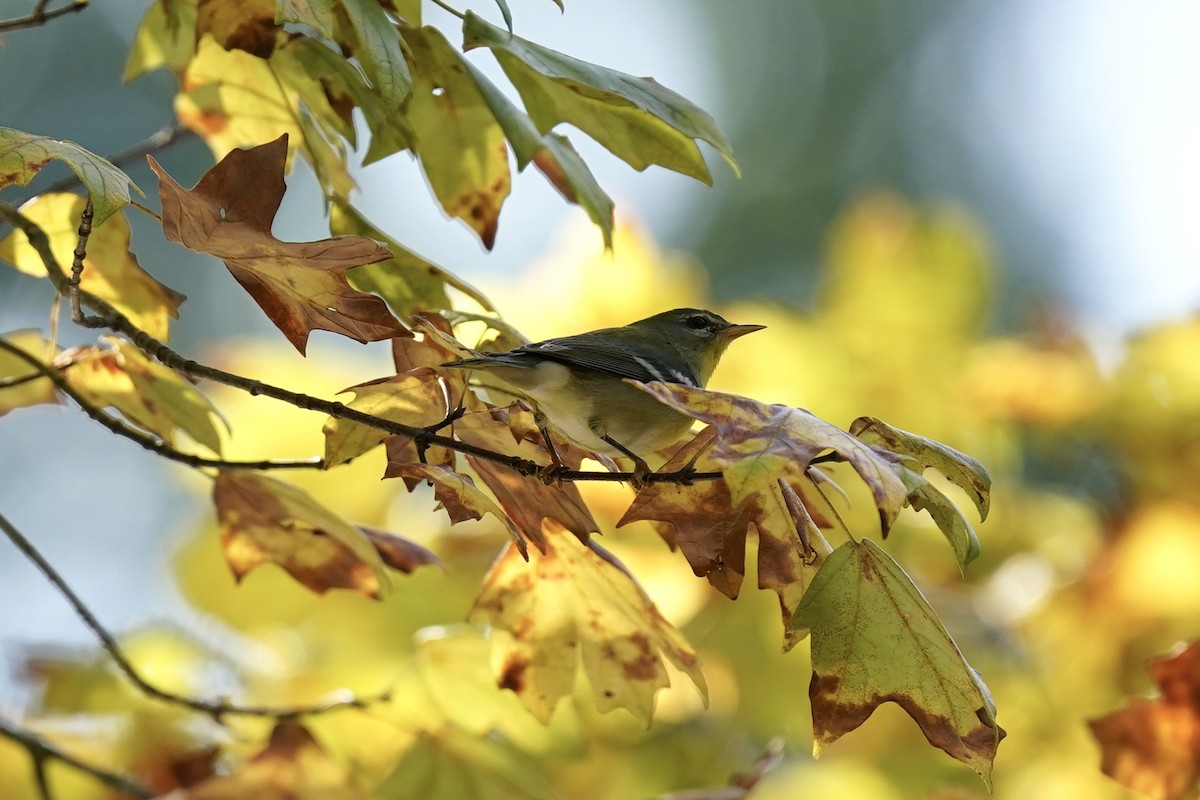 Northern Parula - ML609541443