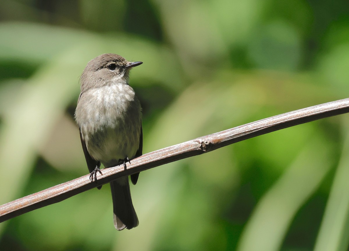 African Dusky Flycatcher - ML609541545