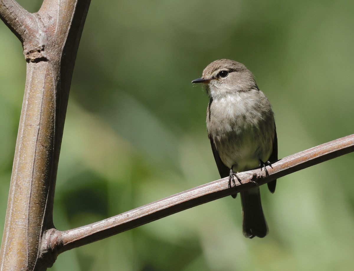 African Dusky Flycatcher - ML609541546