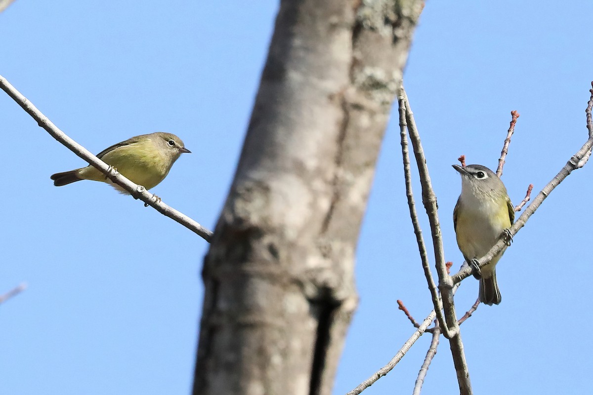 Blue-headed Vireo - ML609541595