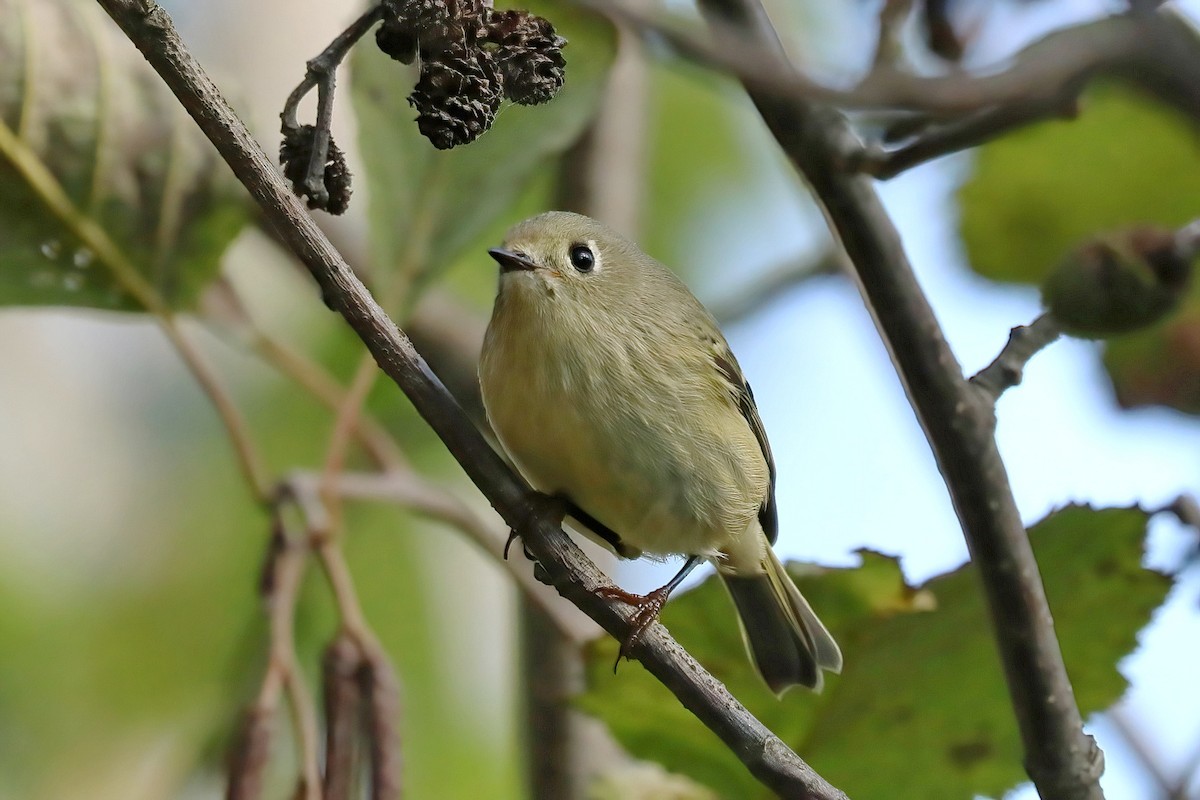 Ruby-crowned Kinglet - ML609541599