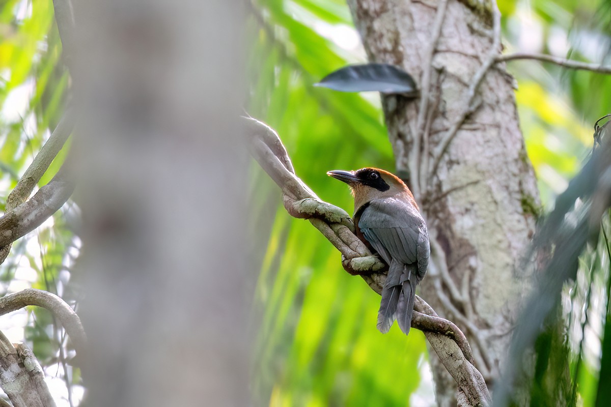 Rufous-capped Motmot - Marcos Eugênio Birding Guide