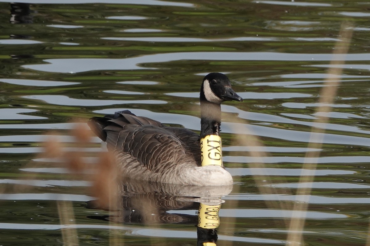 Canada Goose - ML609541667