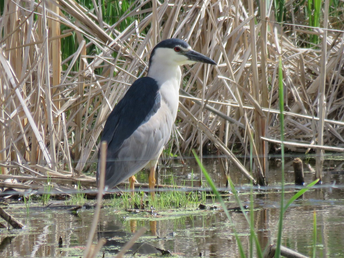 Black-crowned Night Heron - Suzi Holt