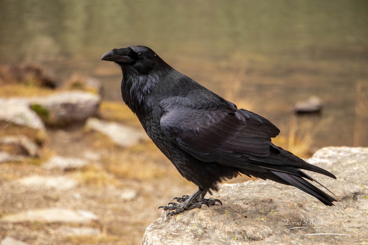 Common Raven - Daniel Martin