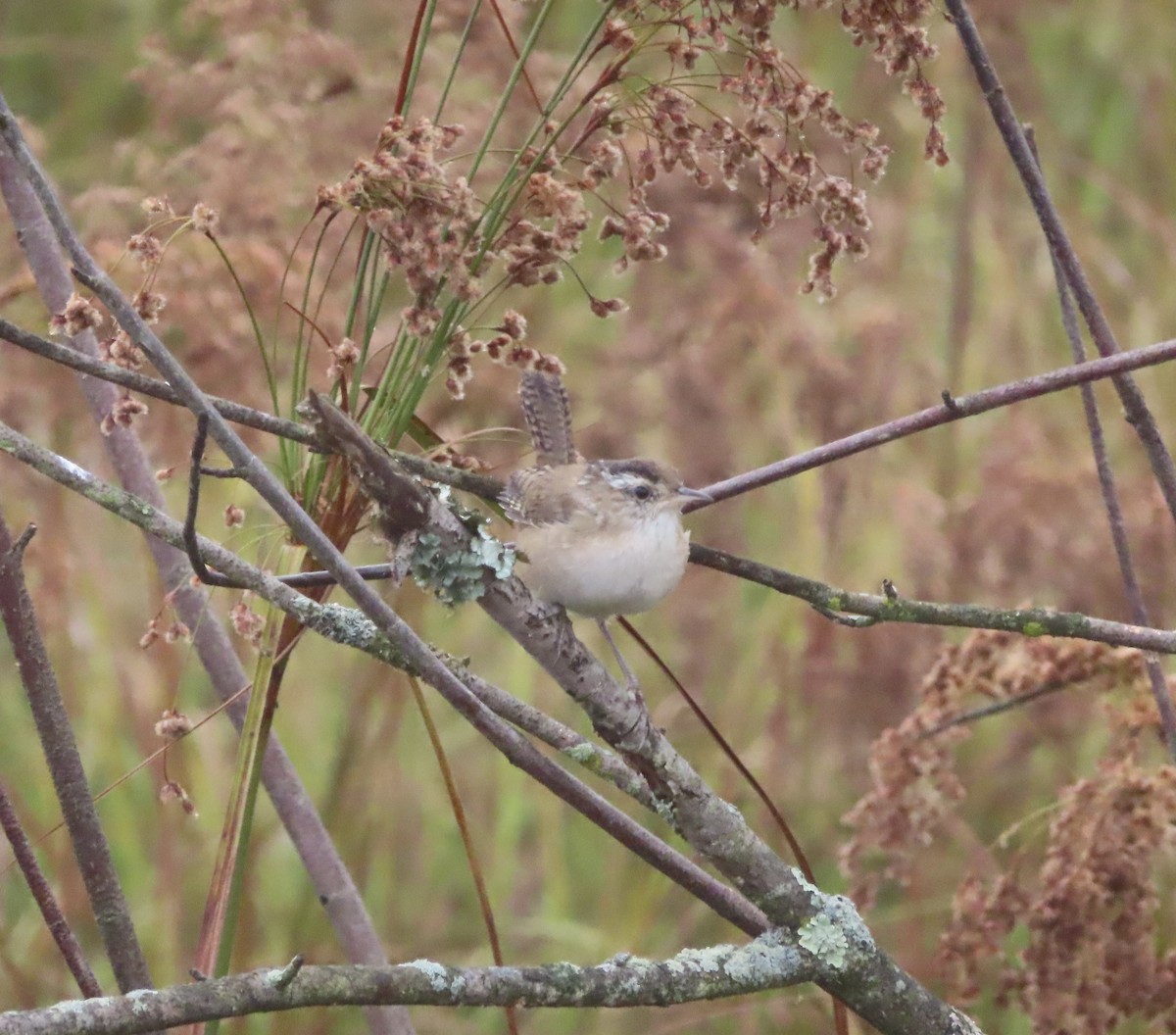 Marsh Wren - ML609541791