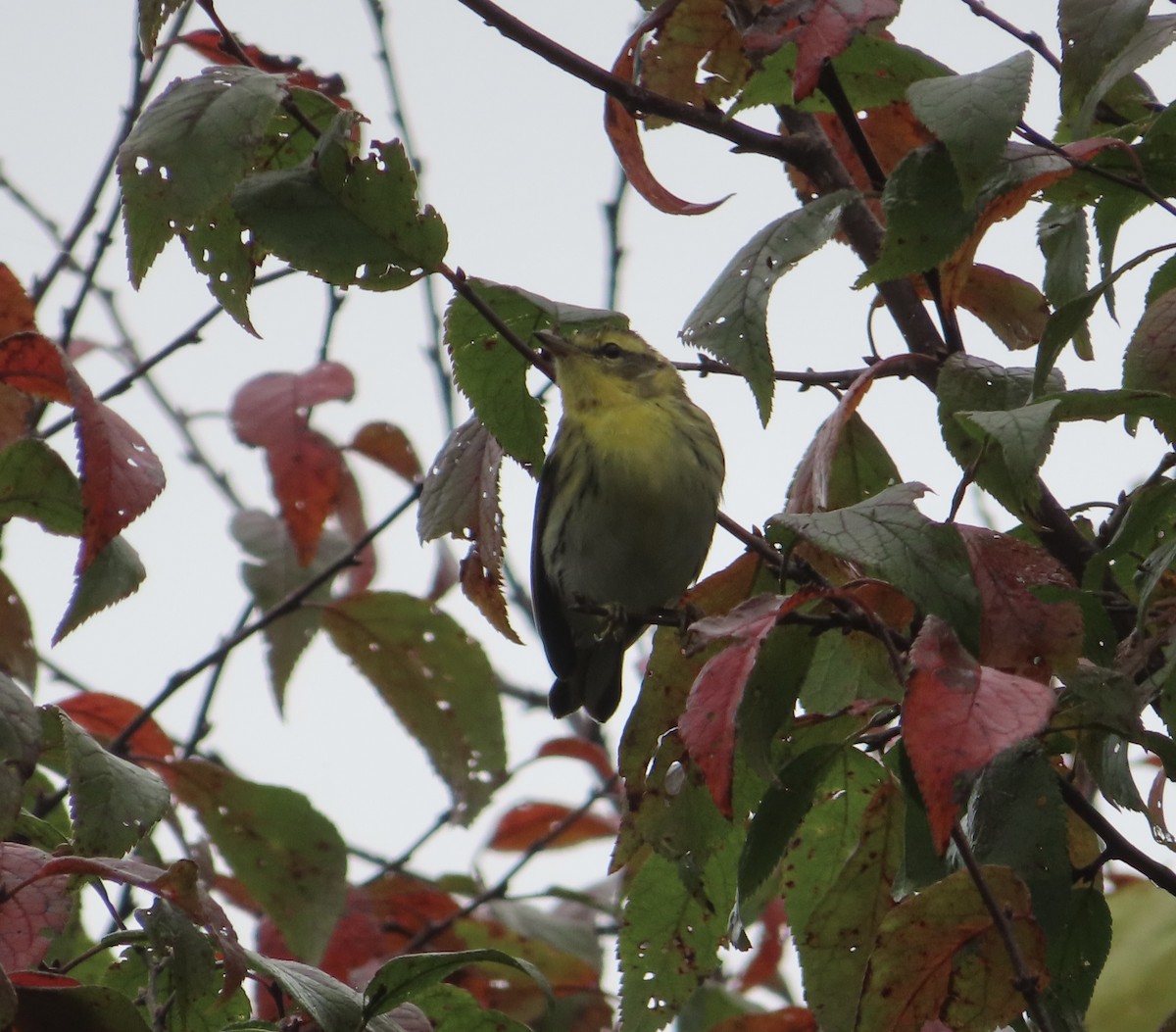 Blackburnian Warbler - ML609541799