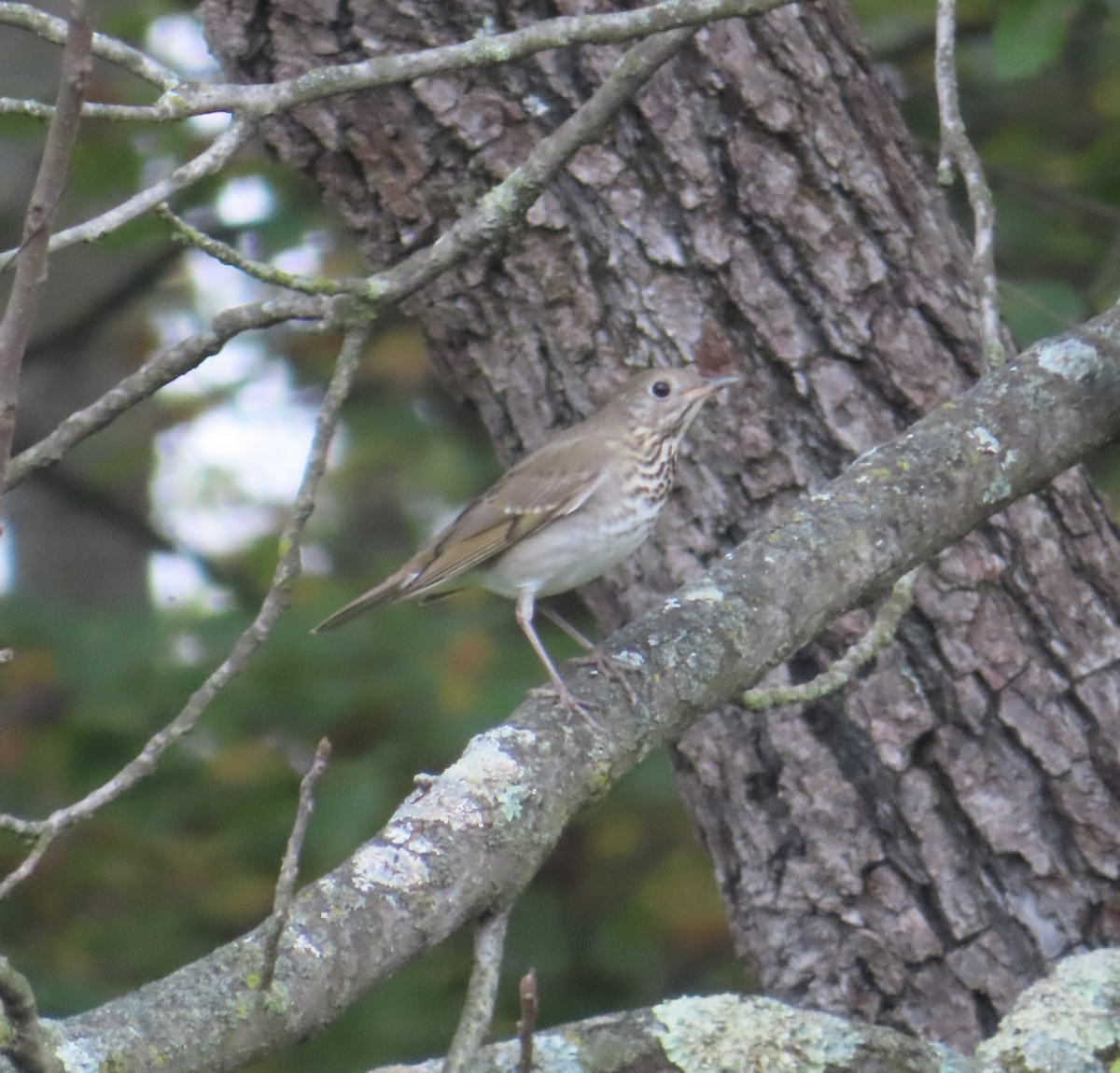 Gray-cheeked Thrush - ML609541808