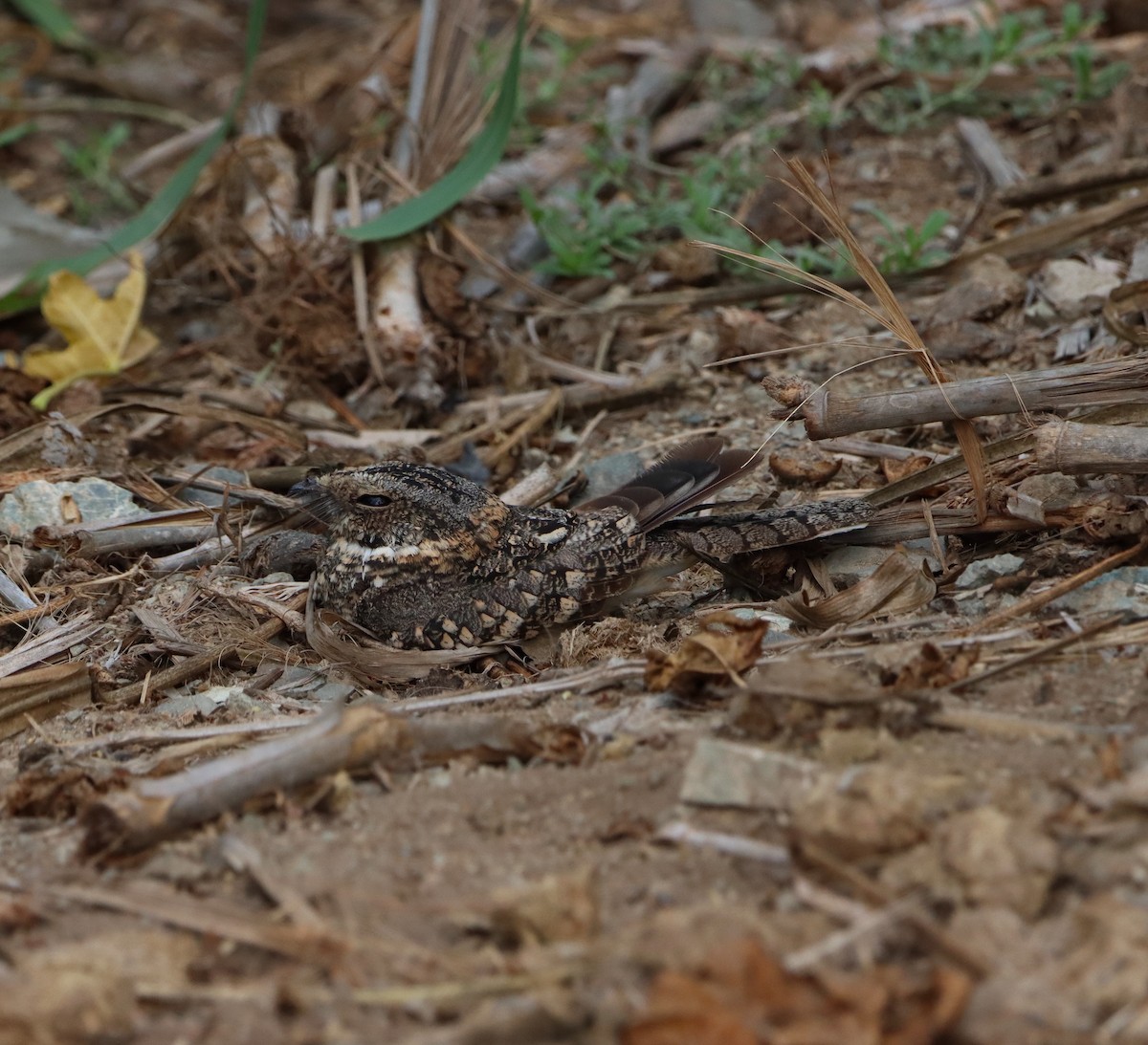 Tschudi's Nightjar - ML609541980