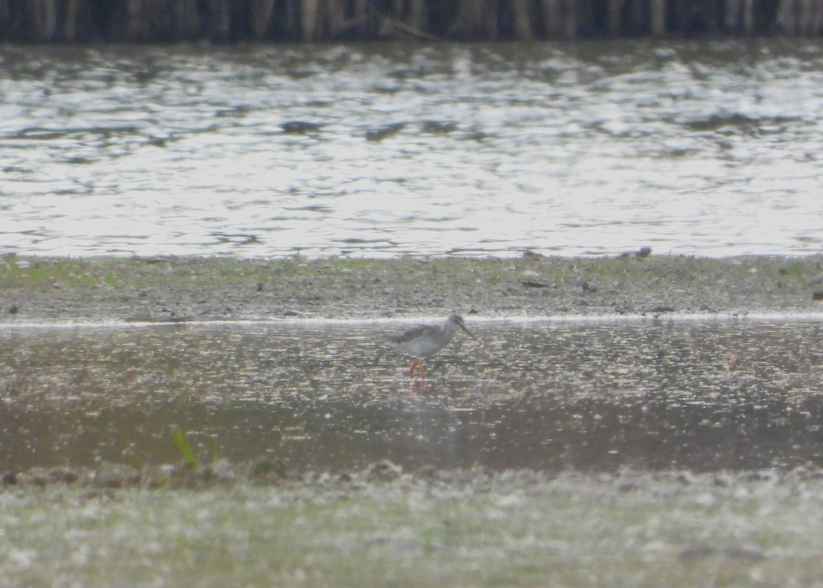 Spotted Redshank - ML609542039