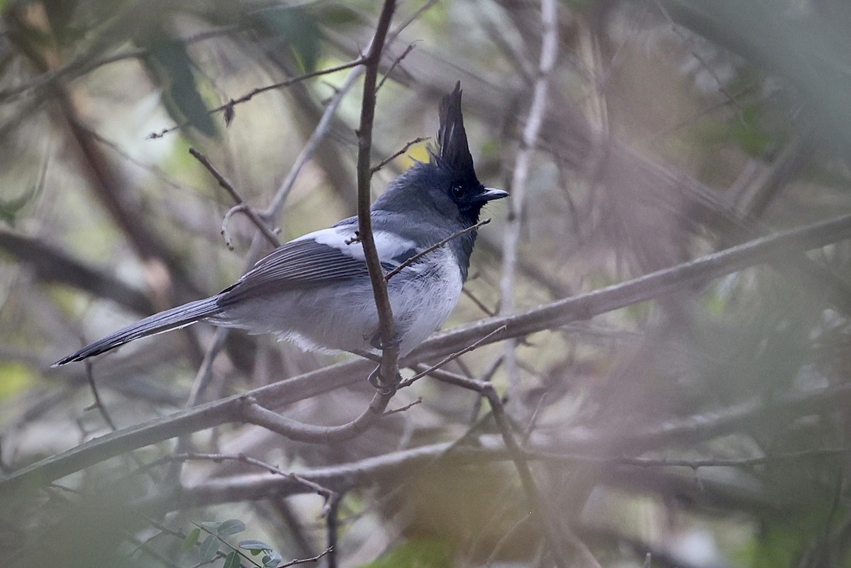 African Crested Flycatcher - ML609542059