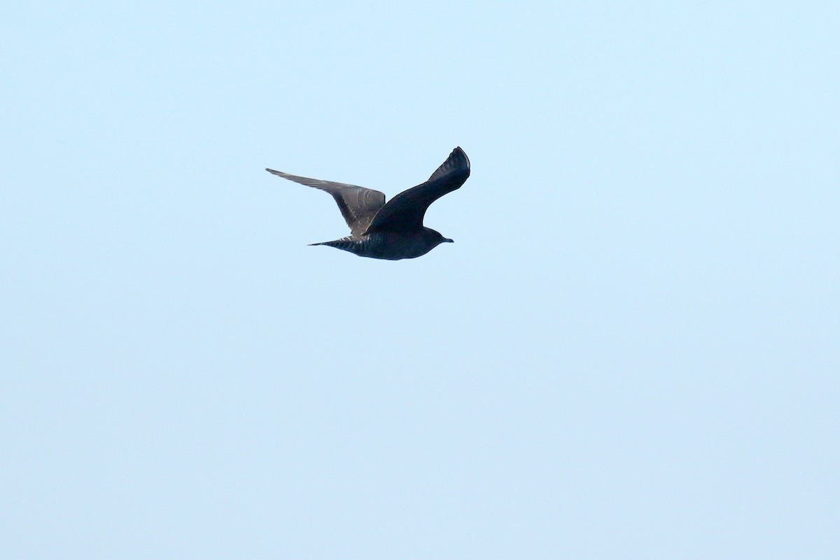 Long-tailed Jaeger - ML609542060