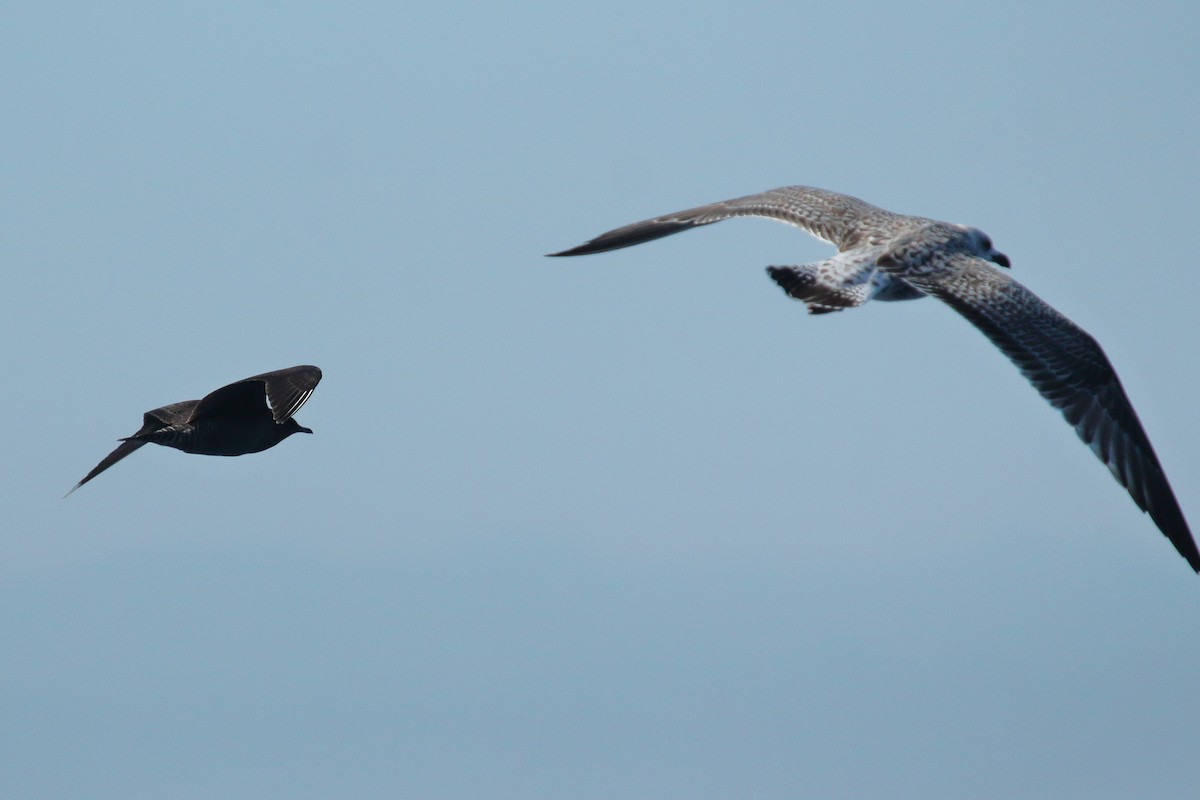 Long-tailed Jaeger - ML609542062