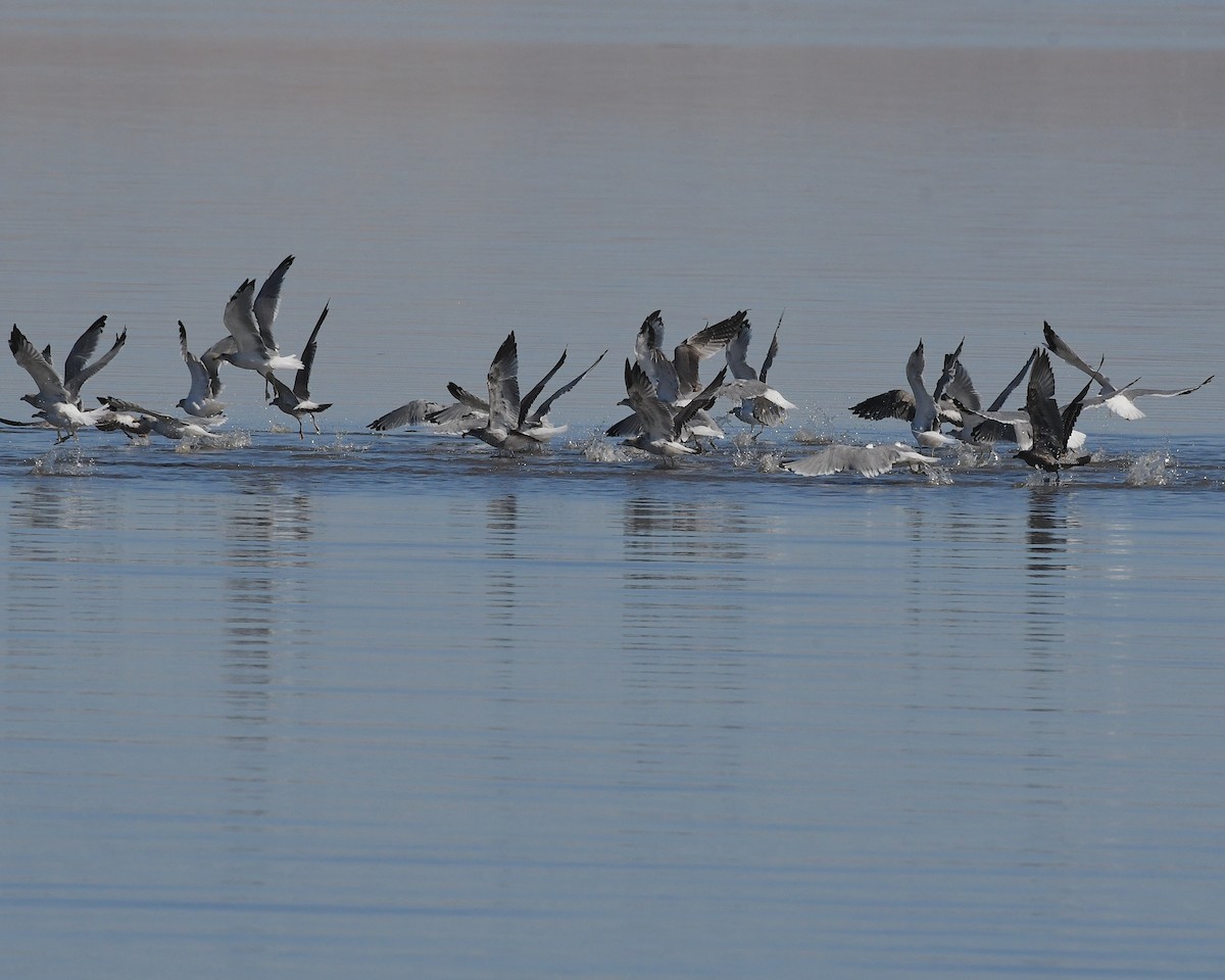 California Gull - ML609542071