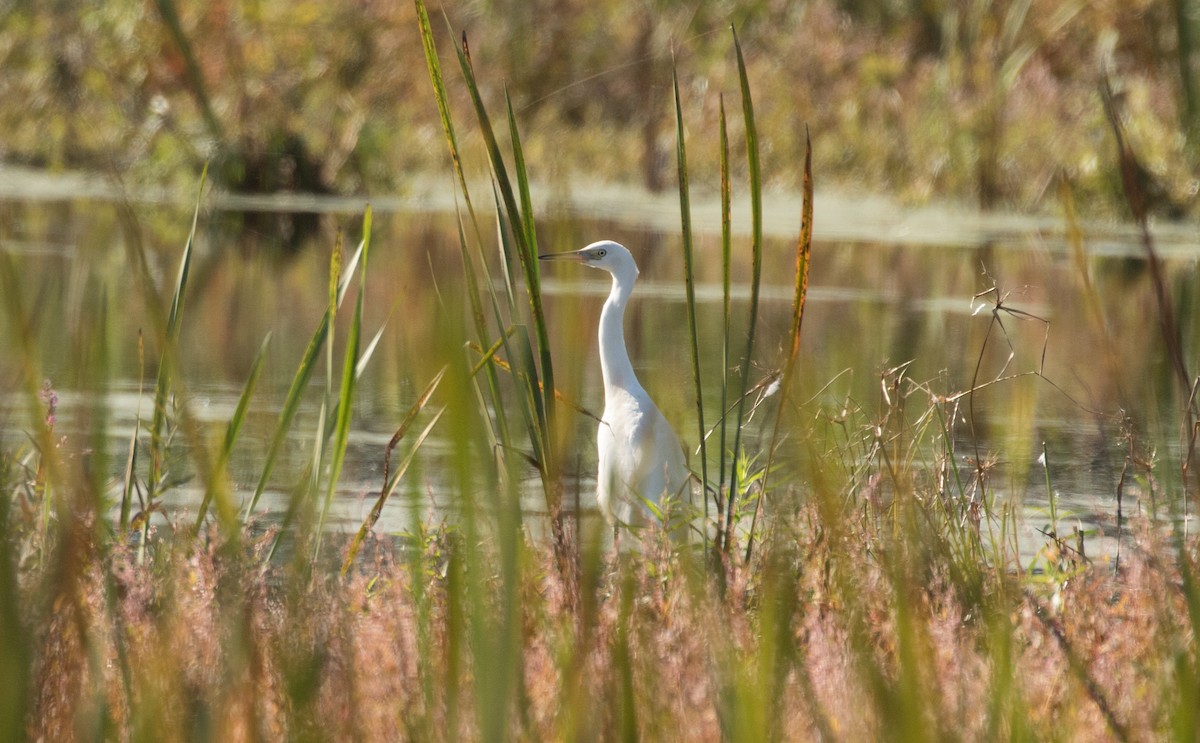 Little Blue Heron - ML609542133