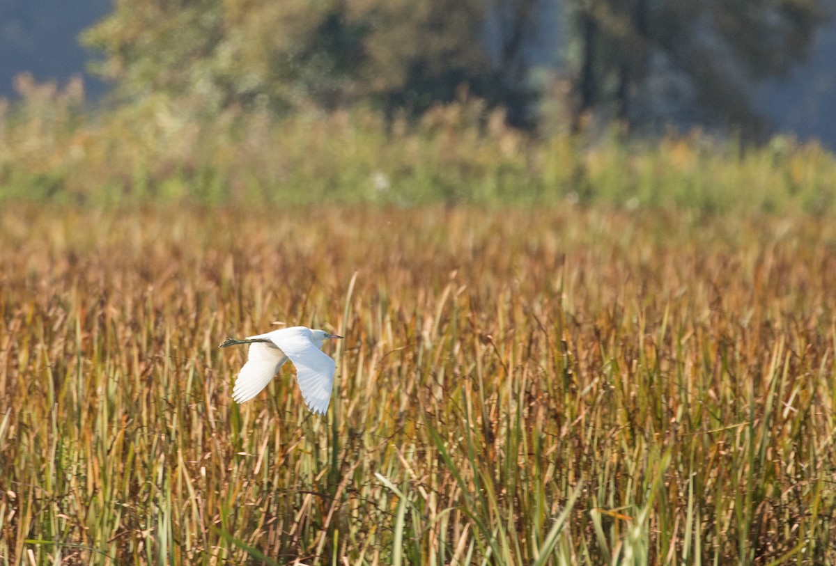 Little Blue Heron - ML609542134