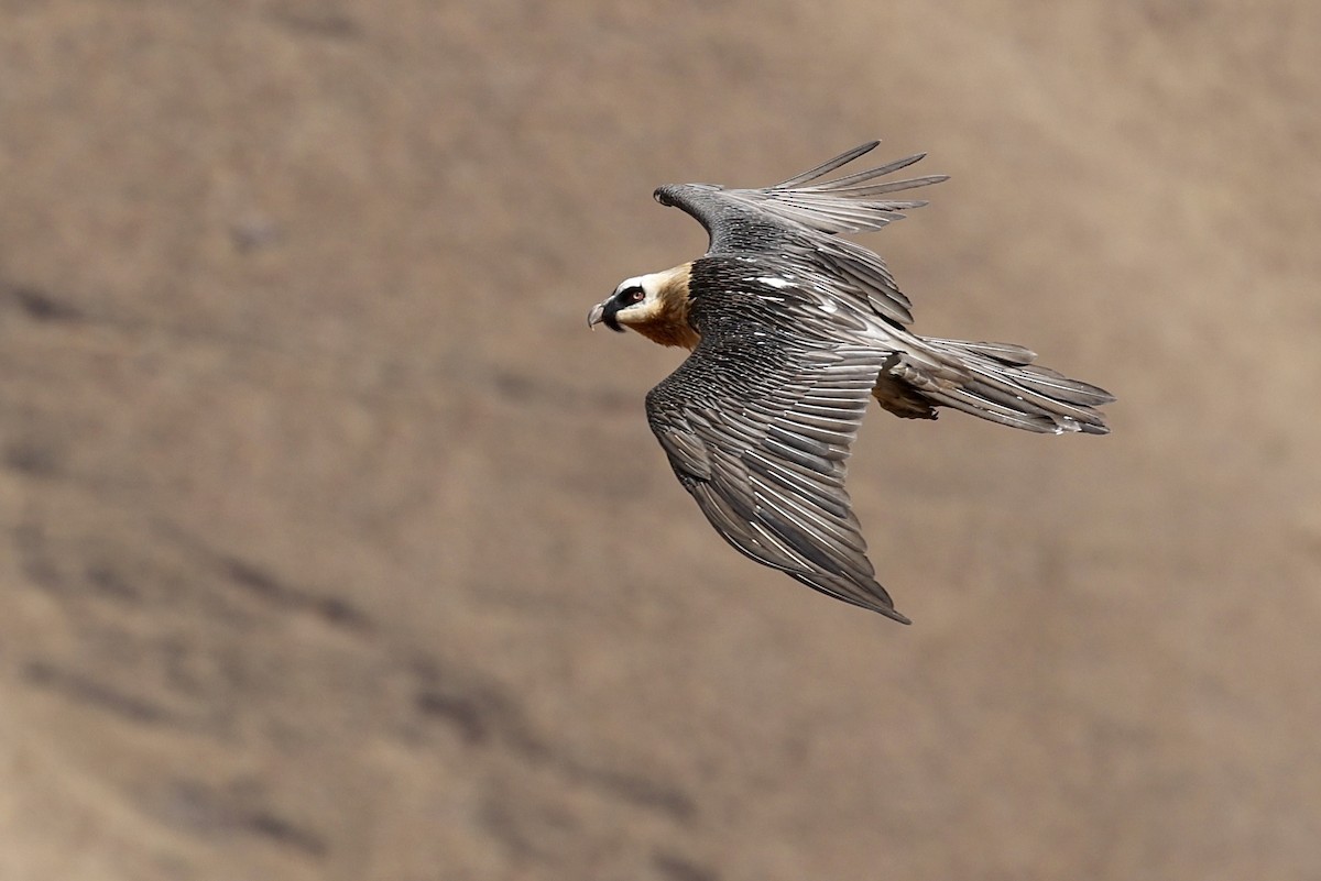 Bearded Vulture - ML609542138