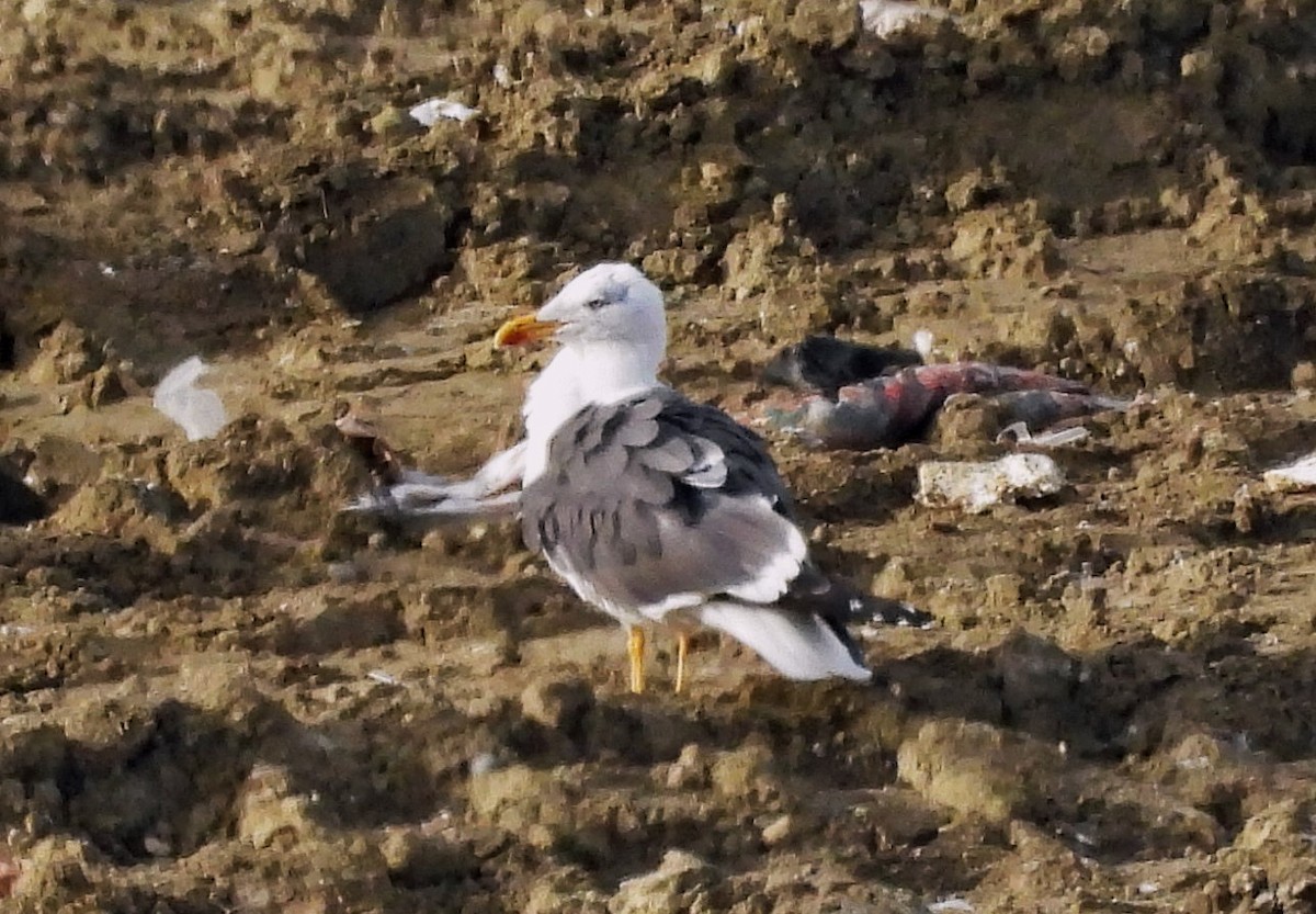 Lesser Black-backed Gull - ML609542177