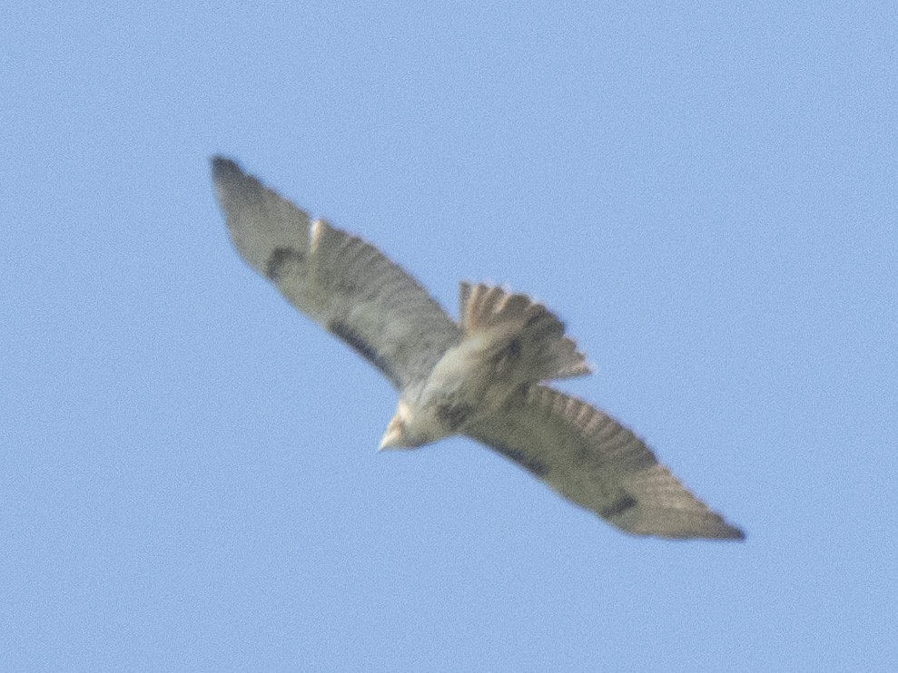 Red-tailed Hawk - ML609542191