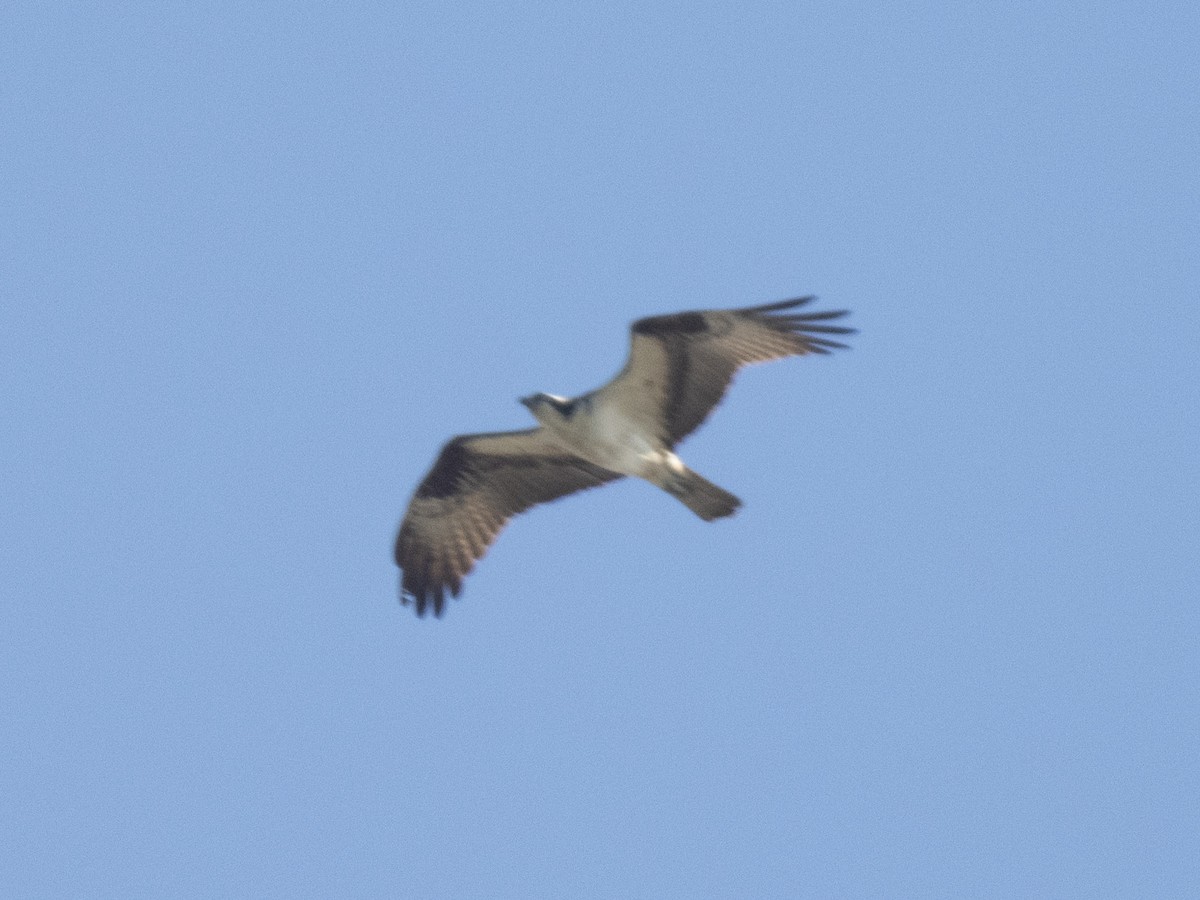 fiskeørn - ML609542195
