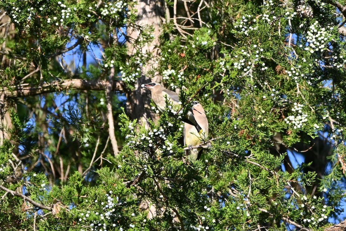 Cedar Waxwing - ML609542201