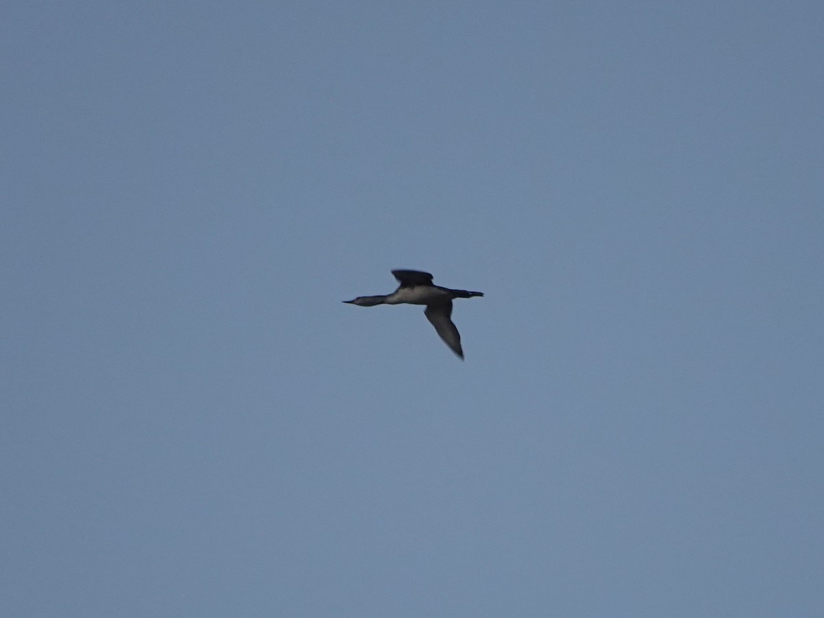 Red-throated Loon - ML609542223