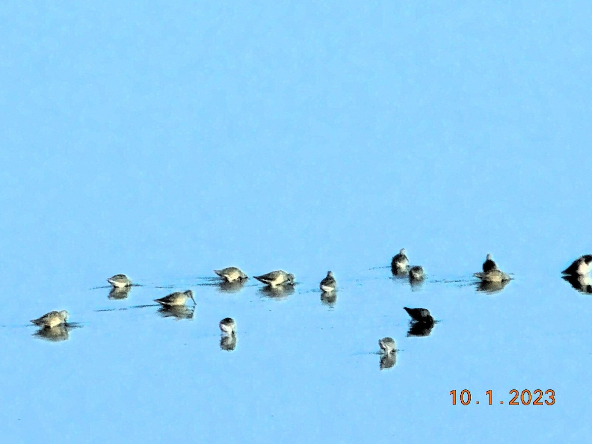 Long-billed Dowitcher - ML609542235