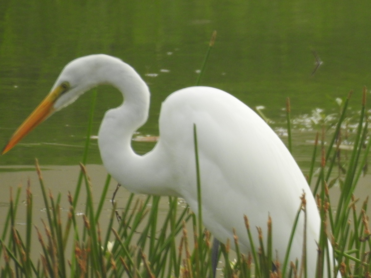 Great Egret - ML609542256