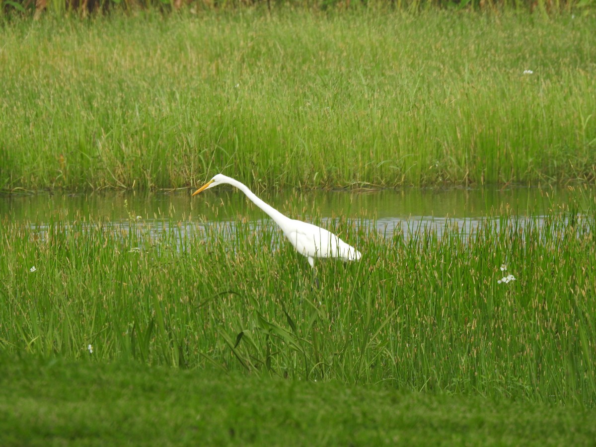 Great Egret - ML609542257