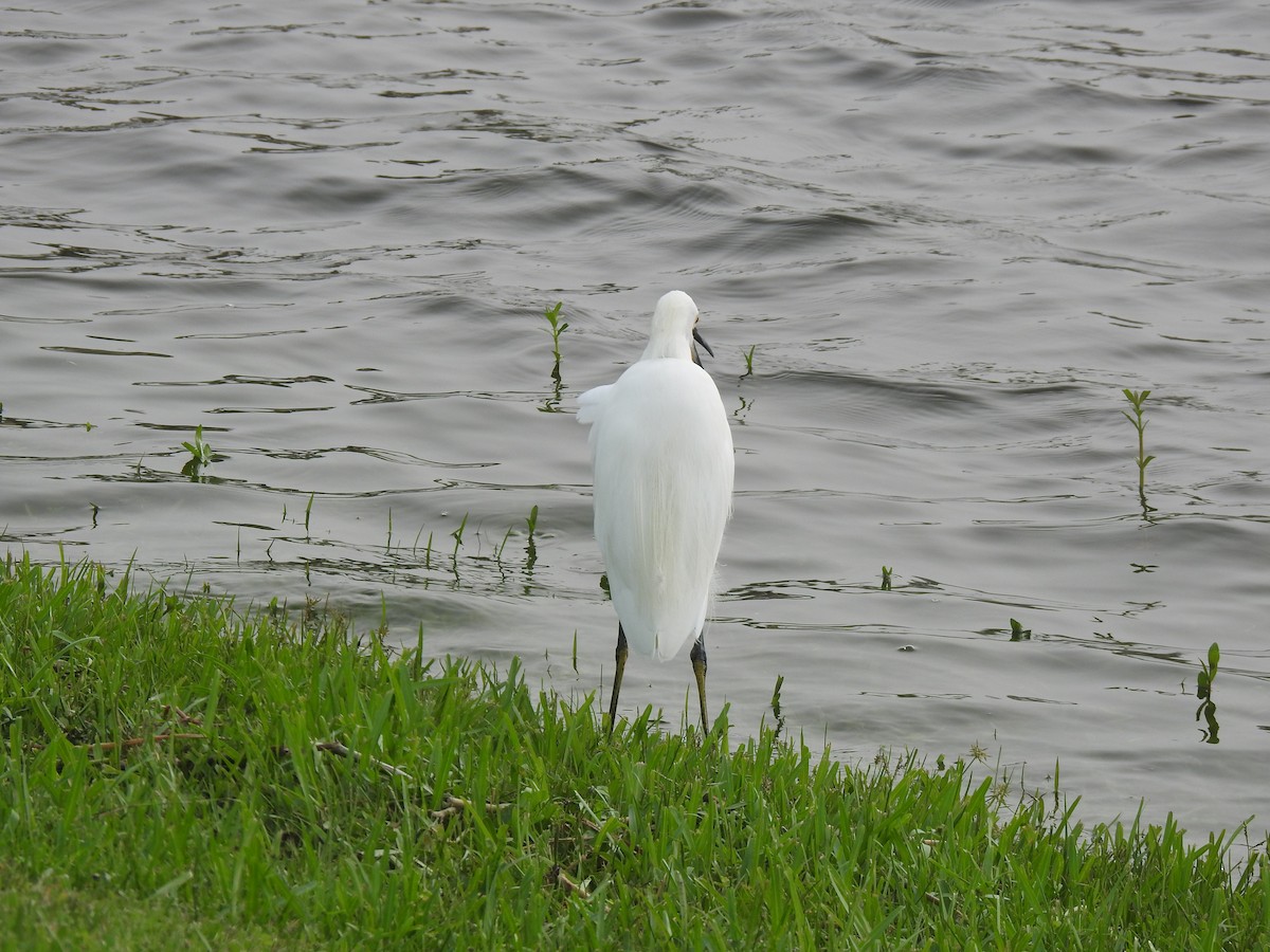Snowy Egret - ML609542286
