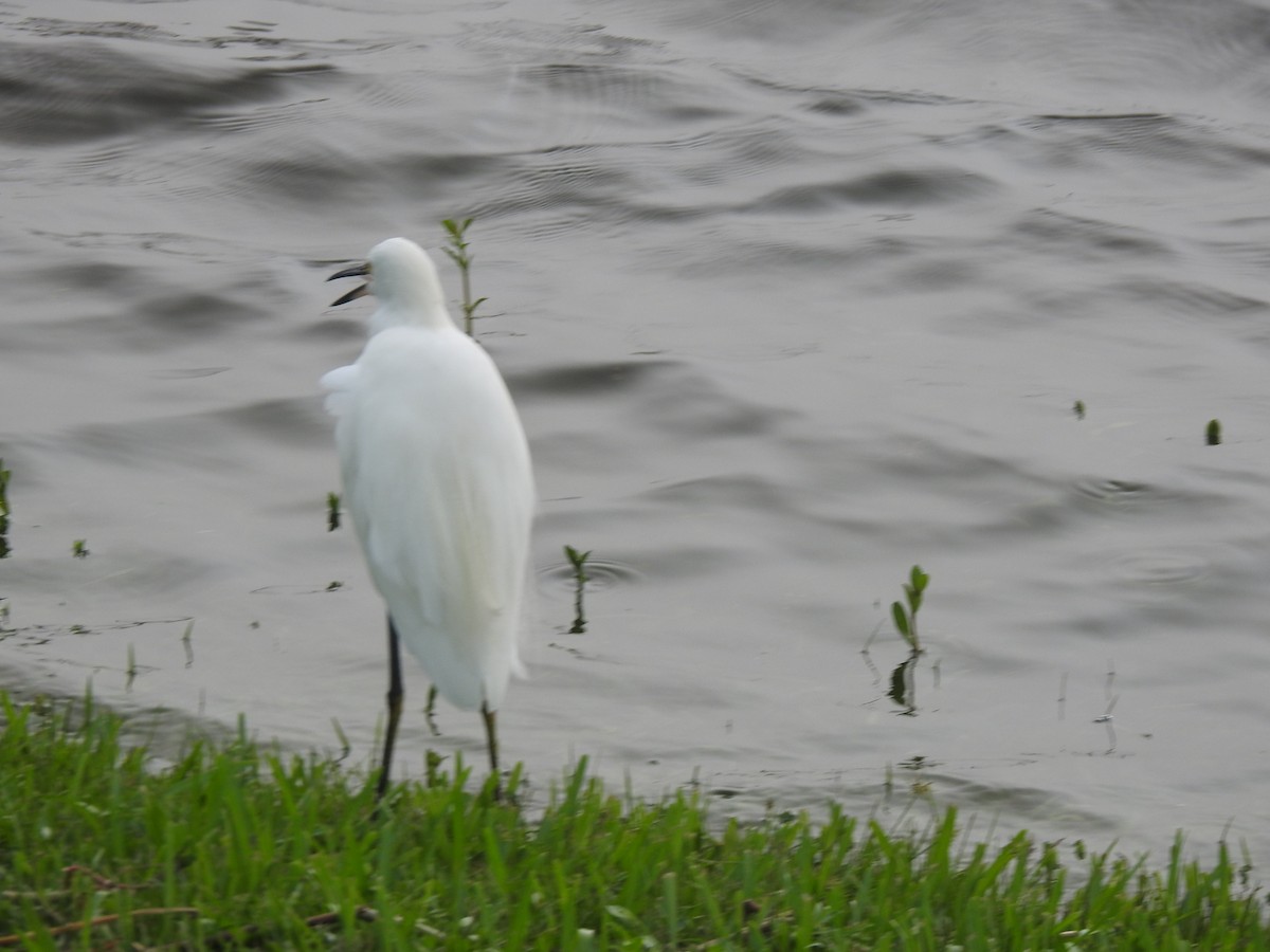 Snowy Egret - ML609542287