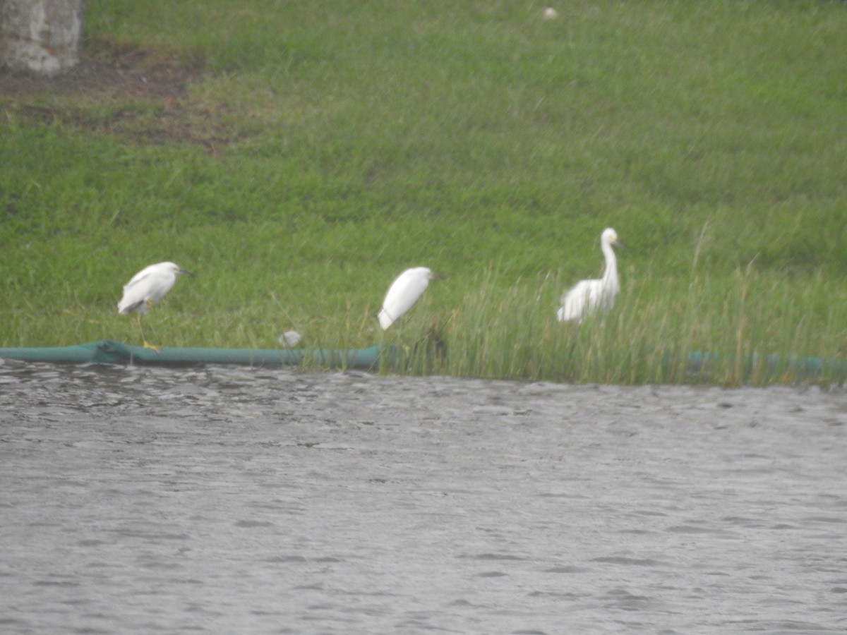 Snowy Egret - ML609542289