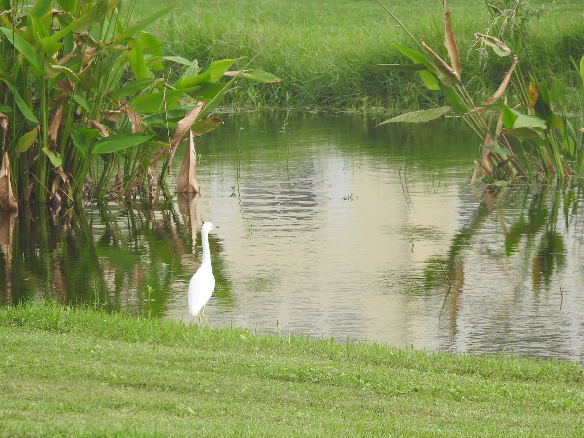 Little Blue Heron - ML609542350