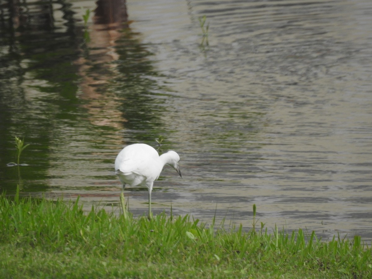 Little Blue Heron - ML609542351