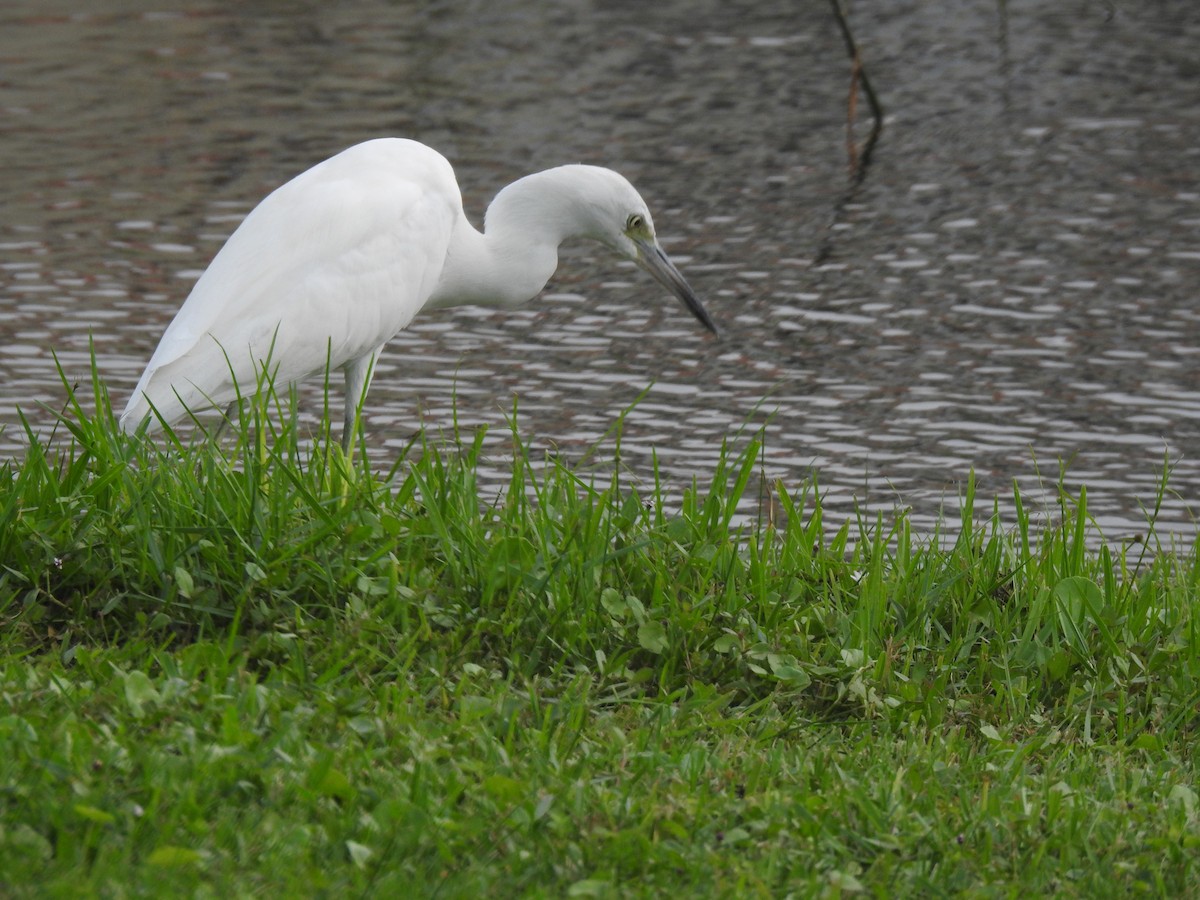 Little Blue Heron - ML609542352