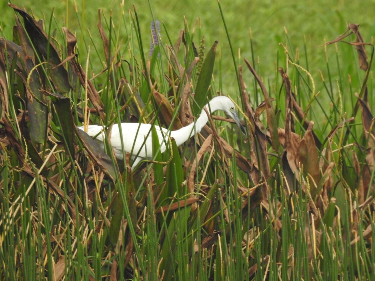 Little Blue Heron - ML609542353