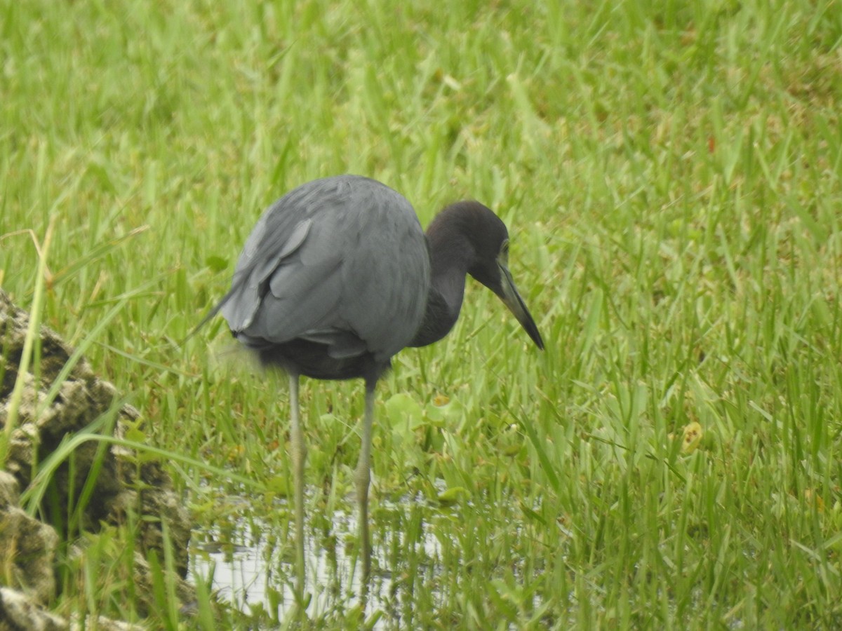 Little Blue Heron - ML609542354