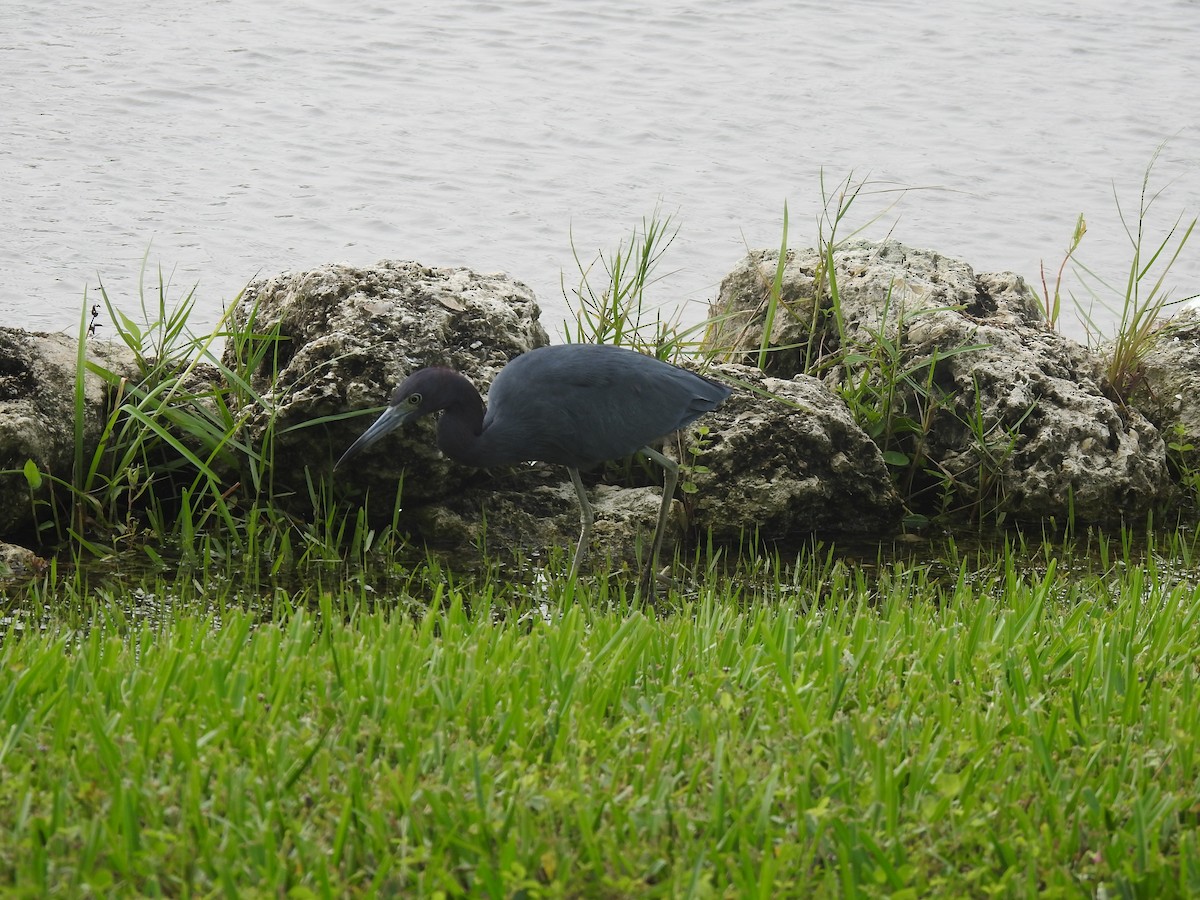 Little Blue Heron - ML609542355