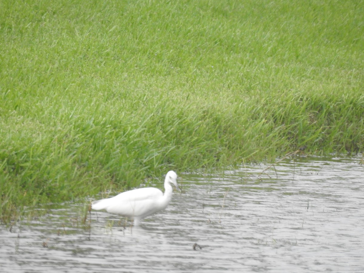 Little Blue Heron - ML609542356