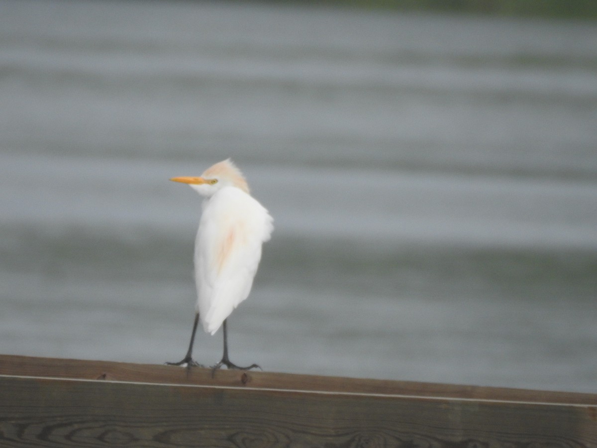Western Cattle-Egret - ML609542495