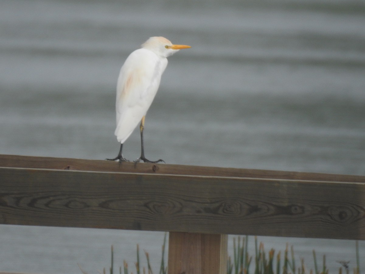 Western Cattle-Egret - ML609542496