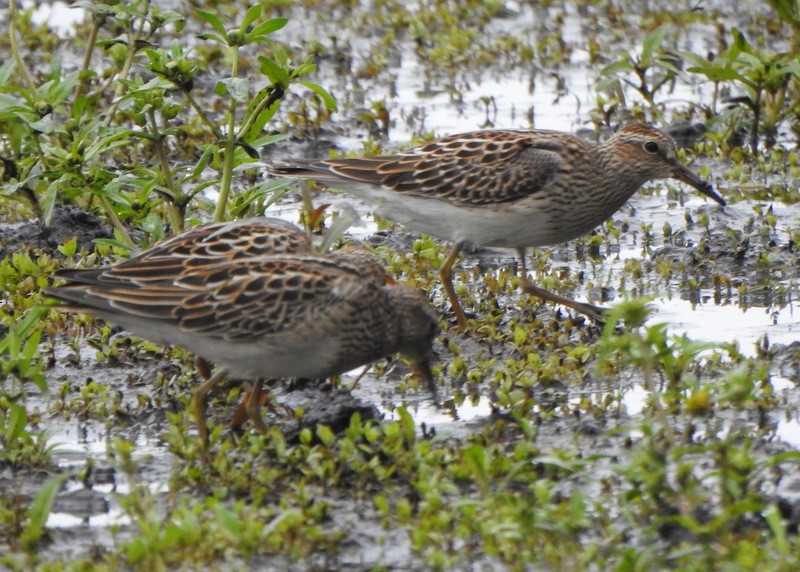 Pectoral Sandpiper - ML609542499